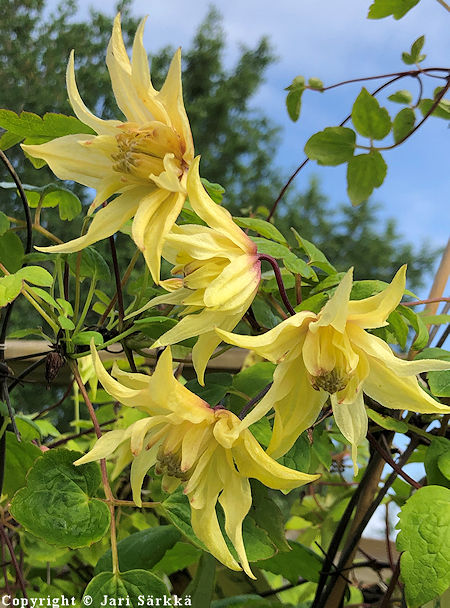 Tarha-alppikärhö - Clematis Atragene-Ryhmä 'Golden Dream' Tarha-alppikärhö - Clematis Atragene-Ryhmä 'Golden Dream'